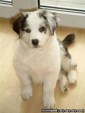 Australian Shepherd Hallo!