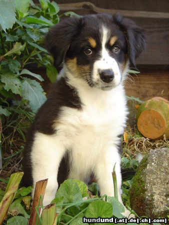 Australian Shepherd meine Kleine :)