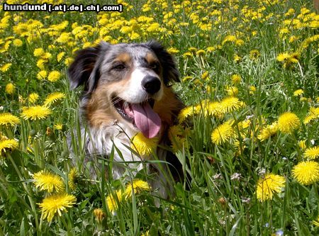 Australian Shepherd Ajano from Black Boy Country