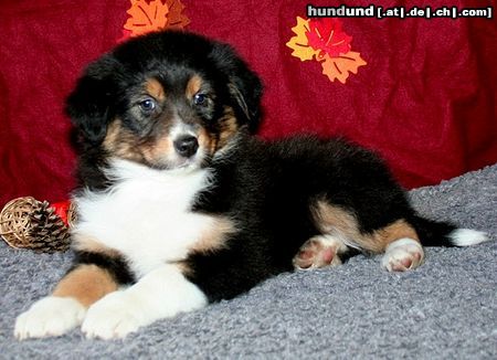 Australian Shepherd unsere wunderschöne Allegra