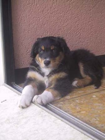 Australian Shepherd Allegro from Black Boy Country