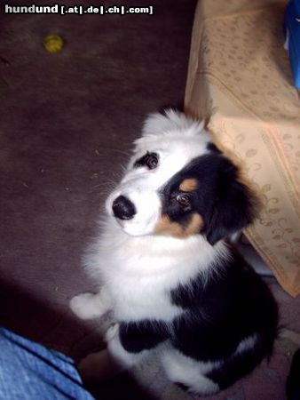 Australian Shepherd