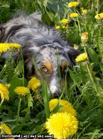 Australian Shepherd Ajano im April 05