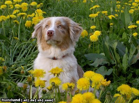 Australian Shepherd Vaykira im April 05