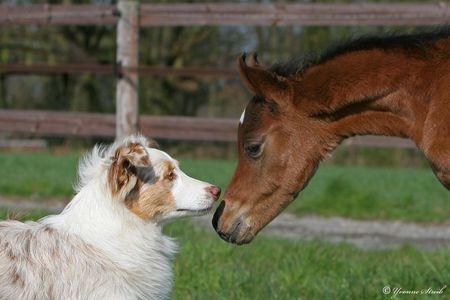 Australian Shepherd Australian Shepherd 