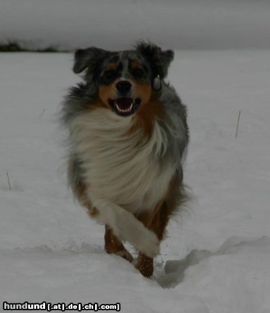 Australian Shepherd Aramis from Black Boy Country