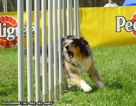 Australian Shepherd Aramis from Black Boy Country