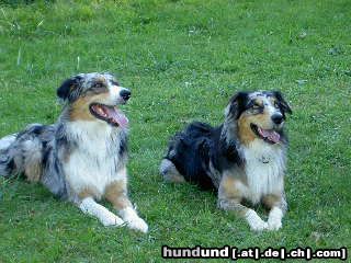 Australian Shepherd Die Brüder Arthos & Ajano