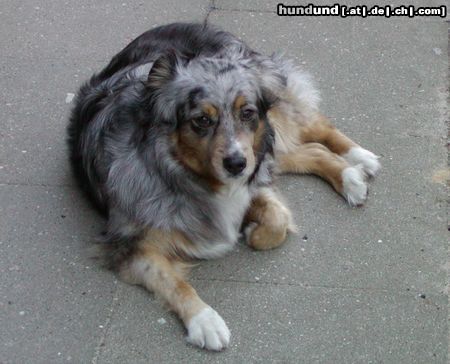 Australian Shepherd Dschinny alias Jackie von Peppy's Tino Ranch