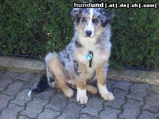 Australian Shepherd ...bin ich nicht gewachsen???