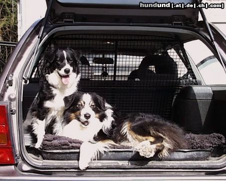 Australian Shepherd Ein verliebtes Paar