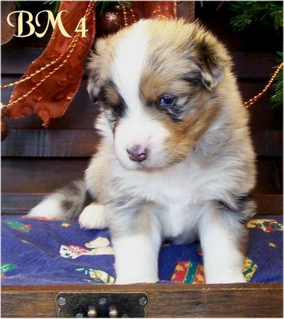 Australian Shepherd