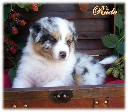 Australian Shepherd