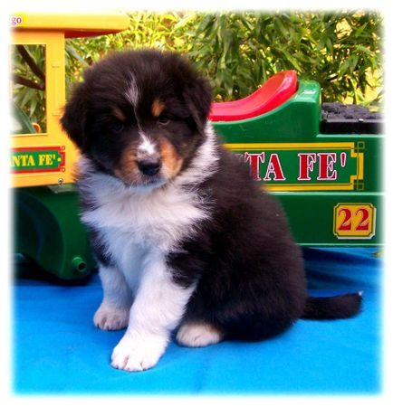 Australian Shepherd