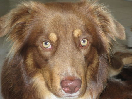 Australian Shepherd Wann gehts los