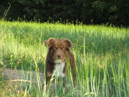 Australian Shepherd Baily 15 Monate :-)