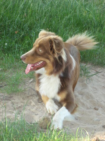 Australian Shepherd Wer kommt denn da ?