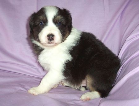 Australian Shepherd Balu, geb. 25.10.08 mit 4 Wochen