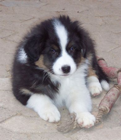 Australian Shepherd Balu, geb. 25.10.08 mit 9 Wochen