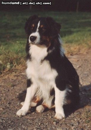 Australian Shepherd Guardian Angels Bandit