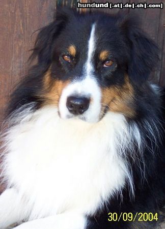 Australian Shepherd Guardian Angel's Bandit