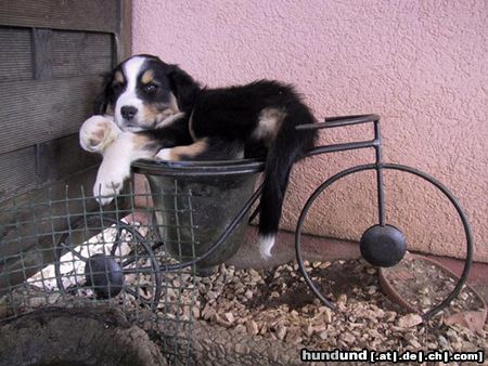 Australian Shepherd Barky from Black Boy Country