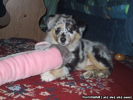 Australian Shepherd Unser Ben mit 3 Monaten