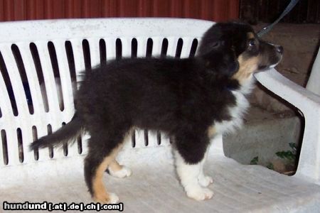 Australian Shepherd Darling's Benji