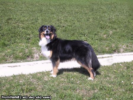 Australian Shepherd Bandu from Black Boy Country