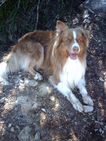 Australian Shepherd Sunni