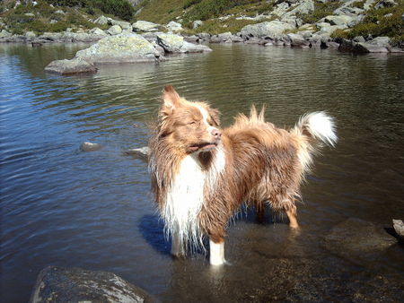 Australian Shepherd Sunni 