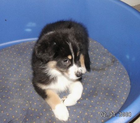 Australian Shepherd Unsere Welpen