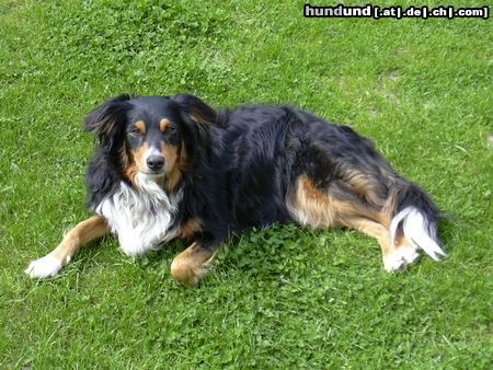 Australian Shepherd Sammy