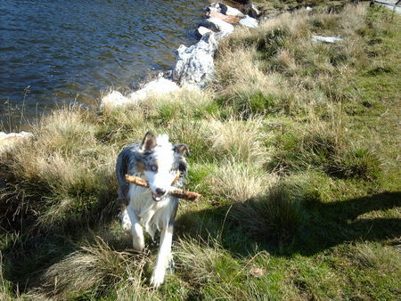 Australian Shepherd balou bringt das Stöckchen