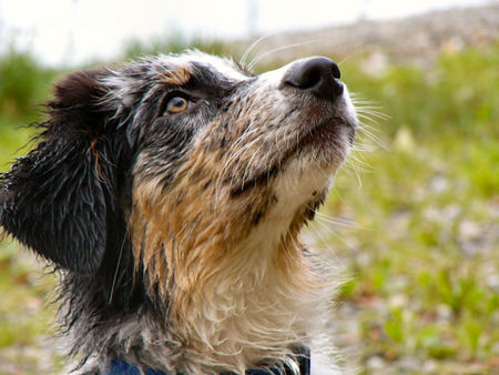 Australian Shepherd Dulco from Blackboycountry