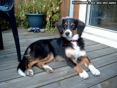 Australian Shepherd Darling`s Deja Vu Sydney