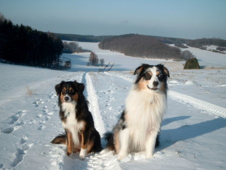 Australian Shepherd Sydney + Dusty