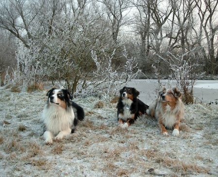 Australian Shepherd fest gefroren