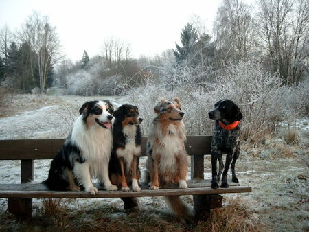 Australian Shepherd Was wollen die auf meiner Bank?