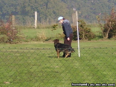 Australian Shepherd Mirjam und Aischa bei der Begleithundeprüfung