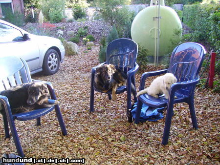 Australian Shepherd Meine drei (zwei Aussis Darko&Aischa) und Retriever Welpe Flocke am relaxen