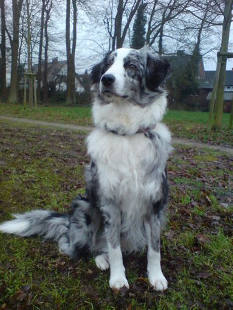 Australian Shepherd Sally 1 Jahr jung ;-))