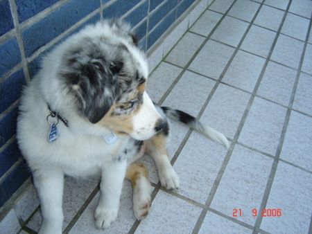 Australian Shepherd Blue Dog