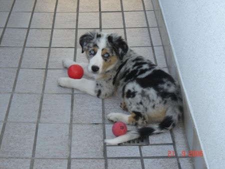 Australian Shepherd Wer die Wahl hat..............................