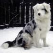 Australian Shepherd