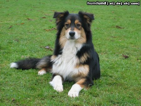 Australian Shepherd Bohemian Rhapsody from Black Boy Country