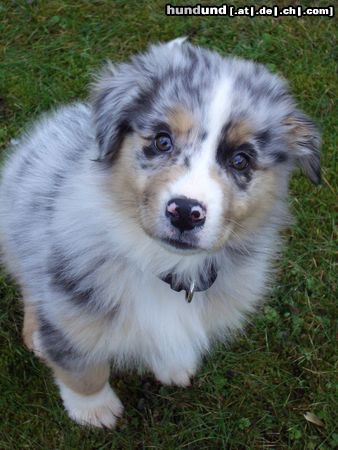 Australian Shepherd Ich bin Campino