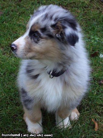 Australian Shepherd Ich bin Campino