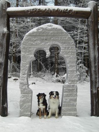 Australian Shepherd Gruß aus dem Harz