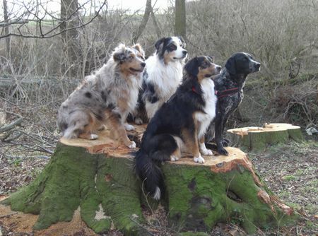 Australian Shepherd Frühling-die Bäume treiben aus!